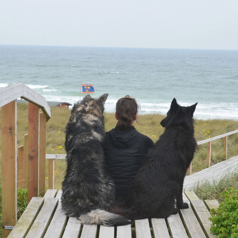 Camper-Begleithund - Sie fahren gern und viel in den Urlaub? Vielleicht sogar mit dem eigenen Camper? Dann sollte sich Ihr Vierbeiner möglichst neutral im Restaurant, auf dem Campingplatz oder auch ab und an im Hotel benehmen können.